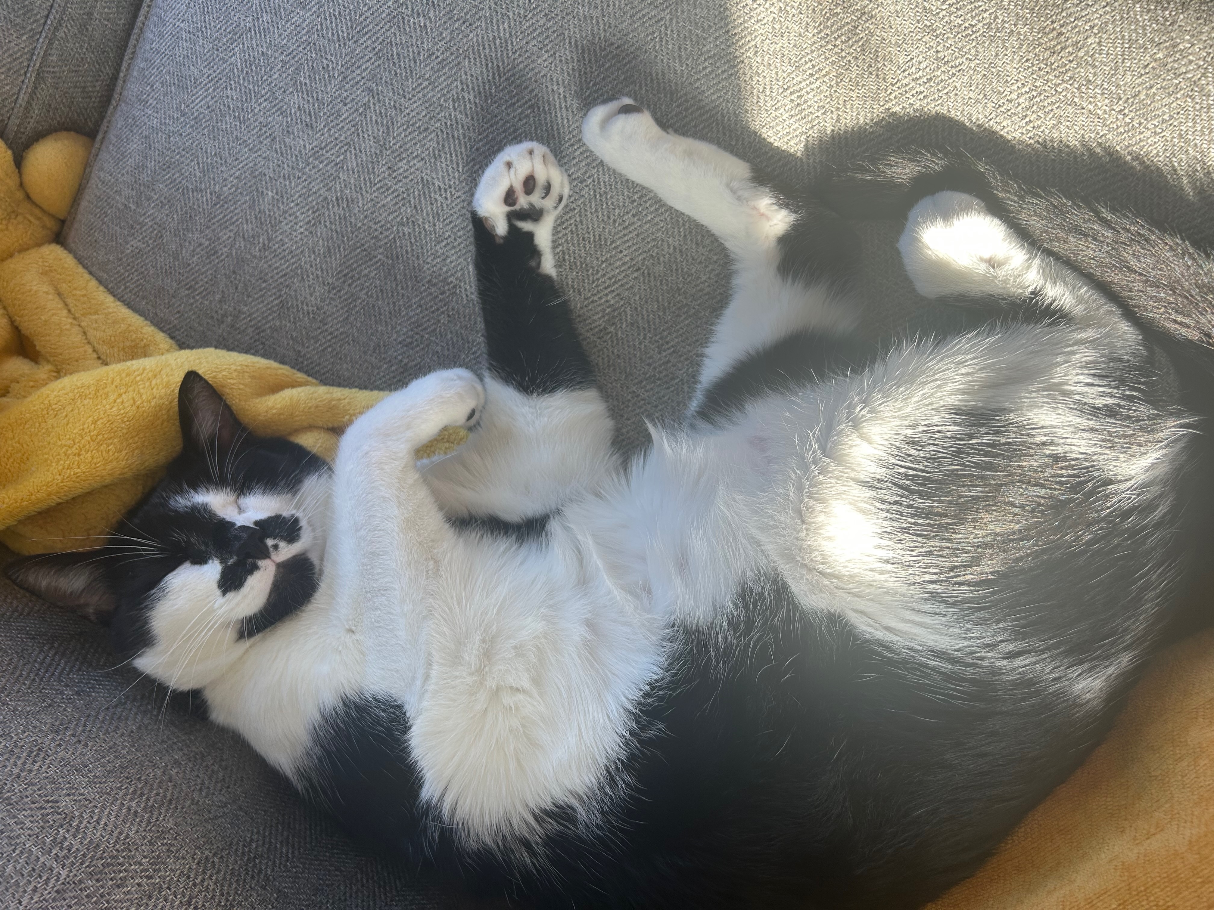 My cat Gambian