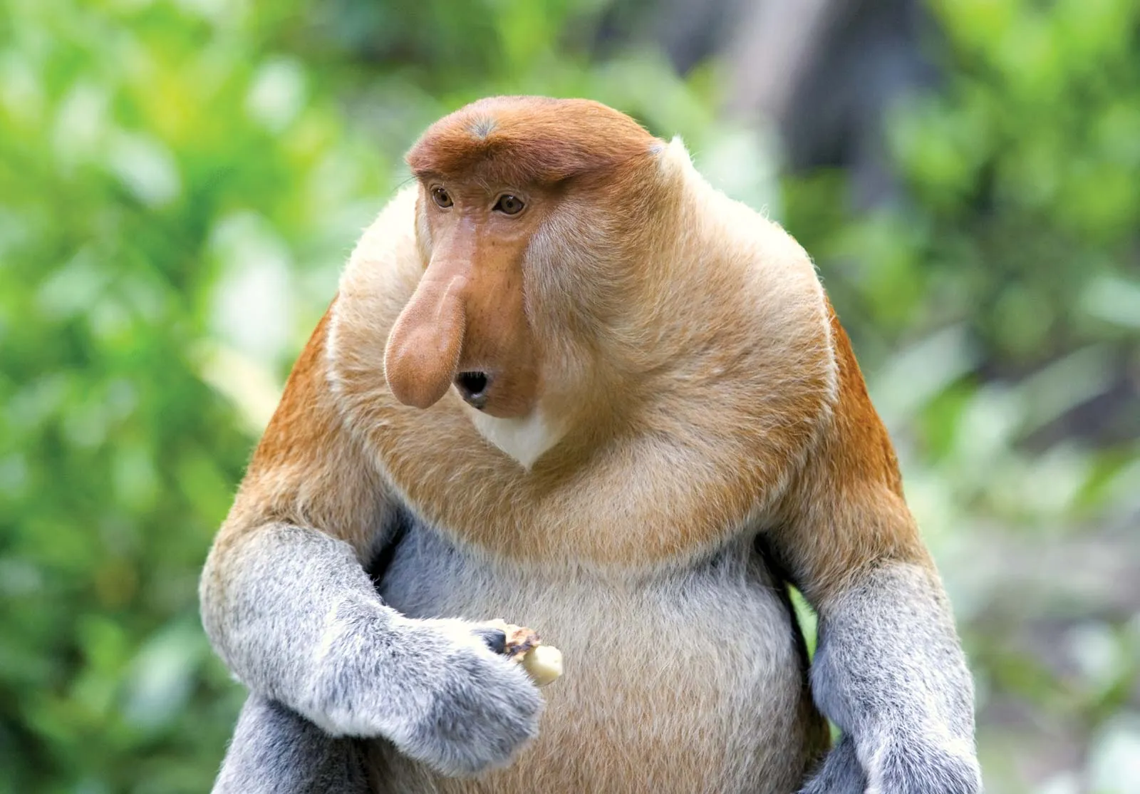 Monkey 1