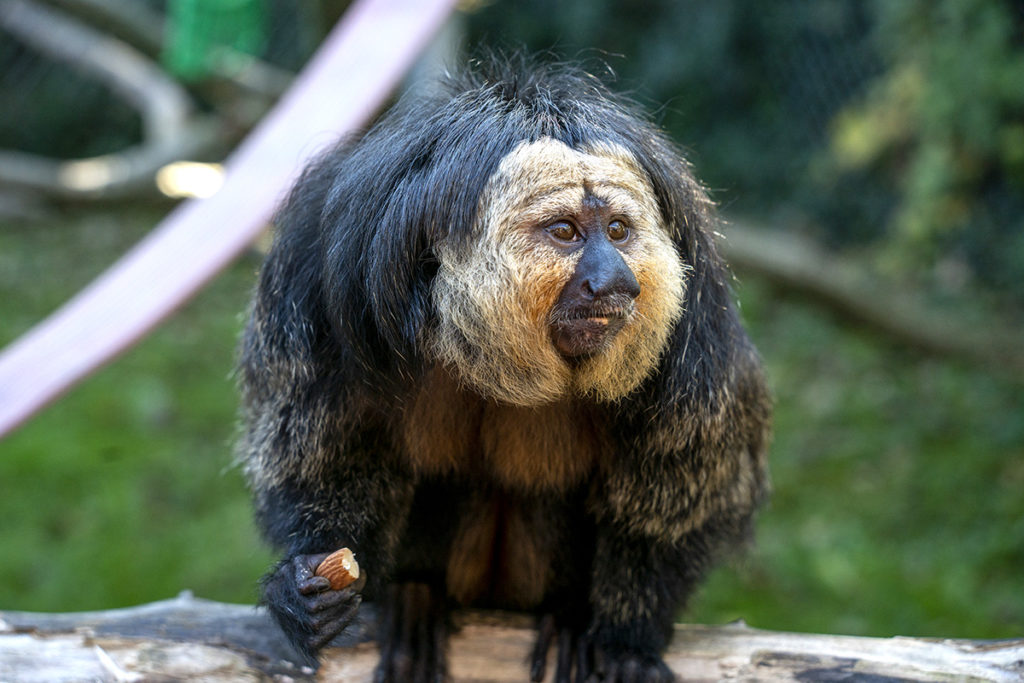 Monkey 2