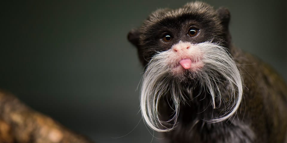 Monkey 3