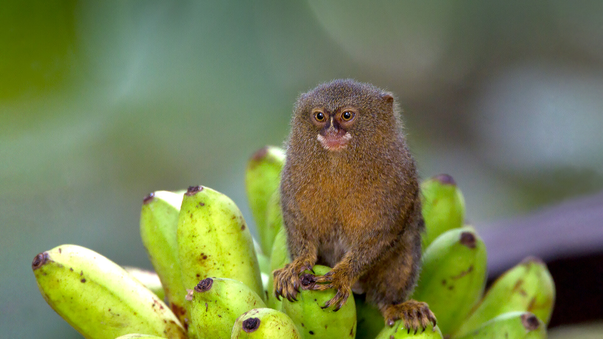 Monkey 4