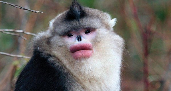 Monkey 5